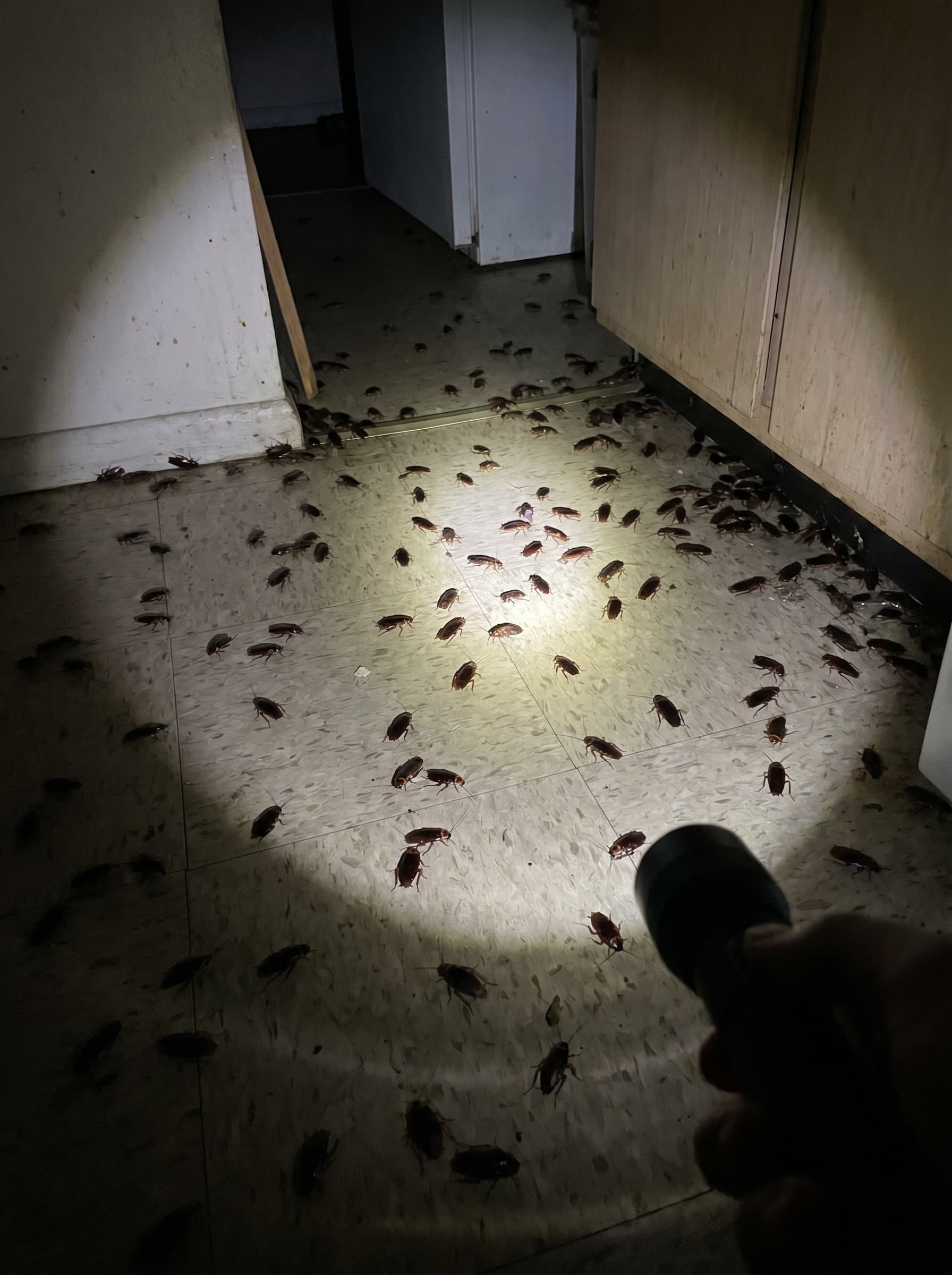 Cockroach Invasion