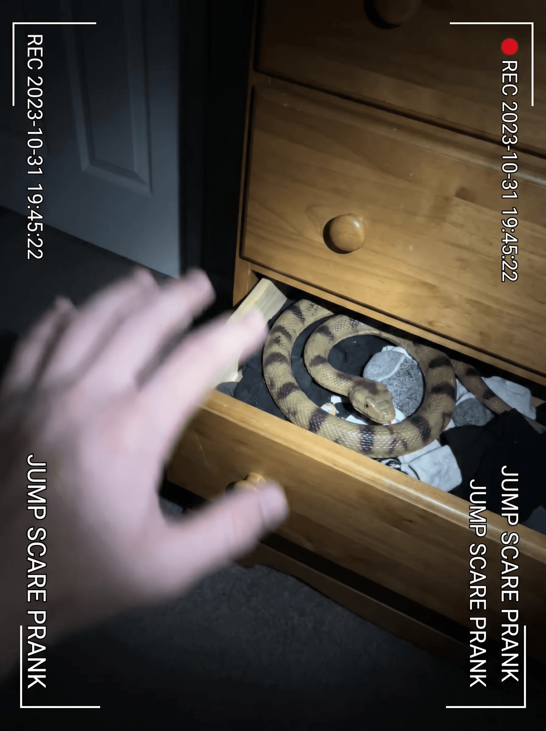 Snake Scare